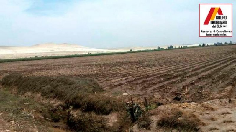 Venta de 13.68 has en Caucato alto – San Clemente - Pisco