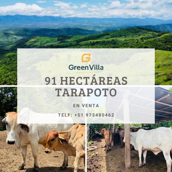 Terreno en Venta en Cuñumbuqui Tarapoto, San Martin