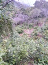 Terreno en Venta en  El Parco, Bagua