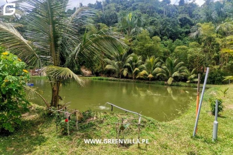 Foto Terreno en Venta en Laguna de SAUCE- Tarapoto, Sauce - Tarapoto, Lima - U$D 650.000 - TEV36448 - BienesOnLine