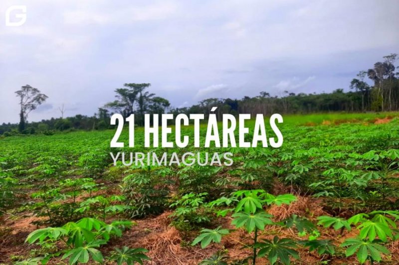 🚨VENDO 21 HECTÁREAS EN YURIMAGUAS-TARAPOTO🚨