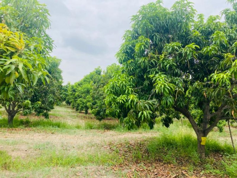 Agricola en Alquiler en Pueb Cruceta Cp15, cruceta, Piura