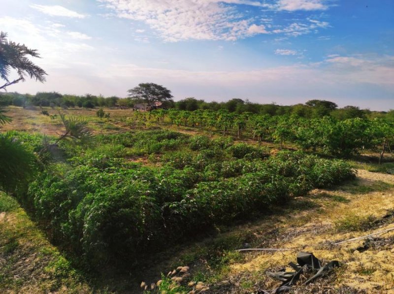 Agricola en Alquiler en Veintiséis de Octubre Piura, Perú, Piura
