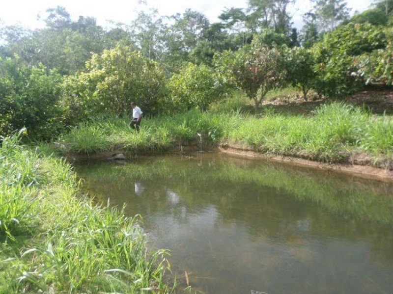 Foto Agricola en Venta en Tarapoto, San Martin - 8 hectareas - S/. 850.000 - AGV16970 - BienesOnLine