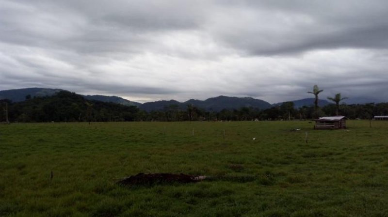 Agricola en Venta en  Palcazu, Oxapampa