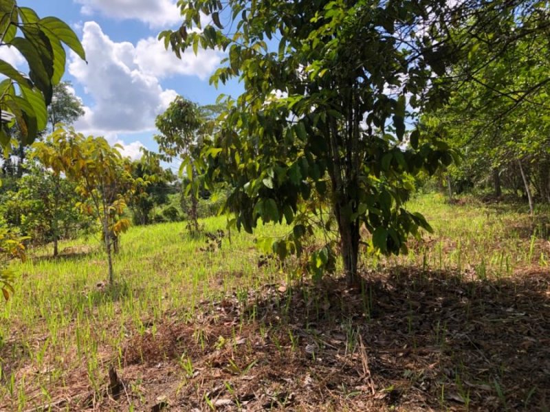 Agricola en Venta en Manantay Manantay, Coronel Portillo