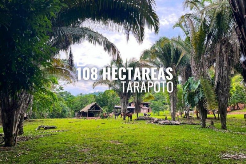 REMATE 108 HECTAREAS GANADERO TARAPOTO-ZAPATERO