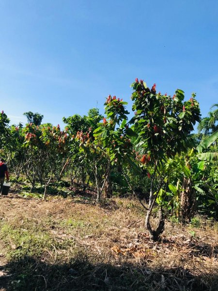 Agricola en Venta en  yarina, San Martin