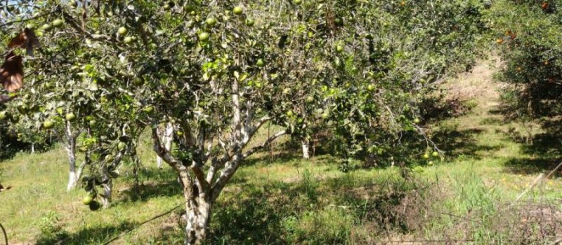 Terreno en Venta en  RIO SECO, Chanchamayo