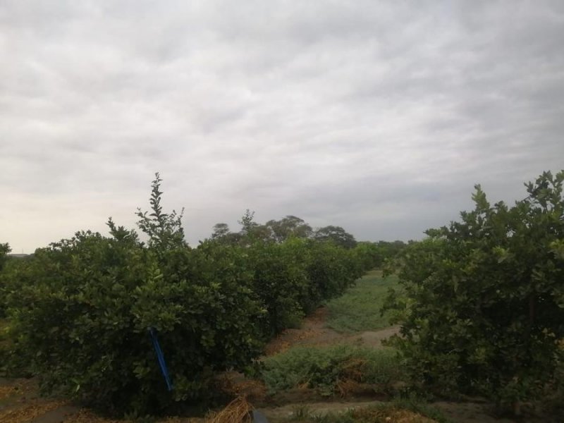 Agricola en Venta en  La Huaca, Paita