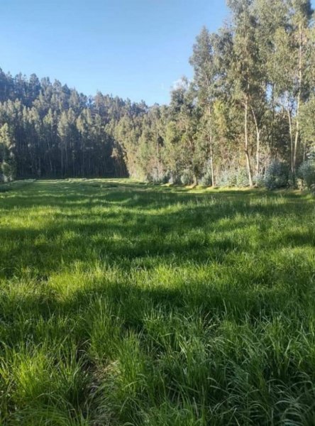 Agricola en Venta en  Matahuasi, Concepcion