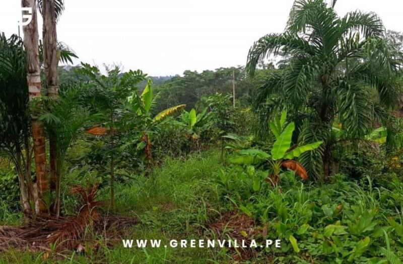 VENDO 24.9 HECTÁREAS EN YURIMAGUAS A 2 HORAS DE TARAPOTO