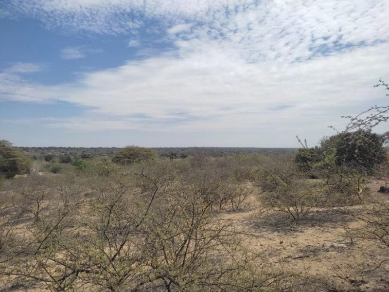 Terreno en Venta en Catacaos Referencia cerca al caserío el Morante- olmos, Piura
