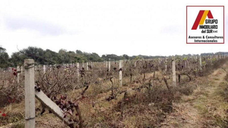 Foto Terreno en Venta en El Carmen, El Carmen, Chincha - U$D 170.000 - TEV36610 - BienesOnLine