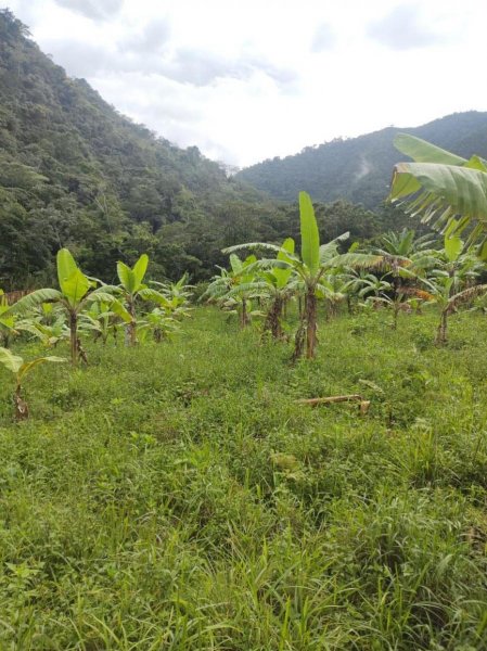 Agricola en Venta en  Vitoc, Chanchamayo