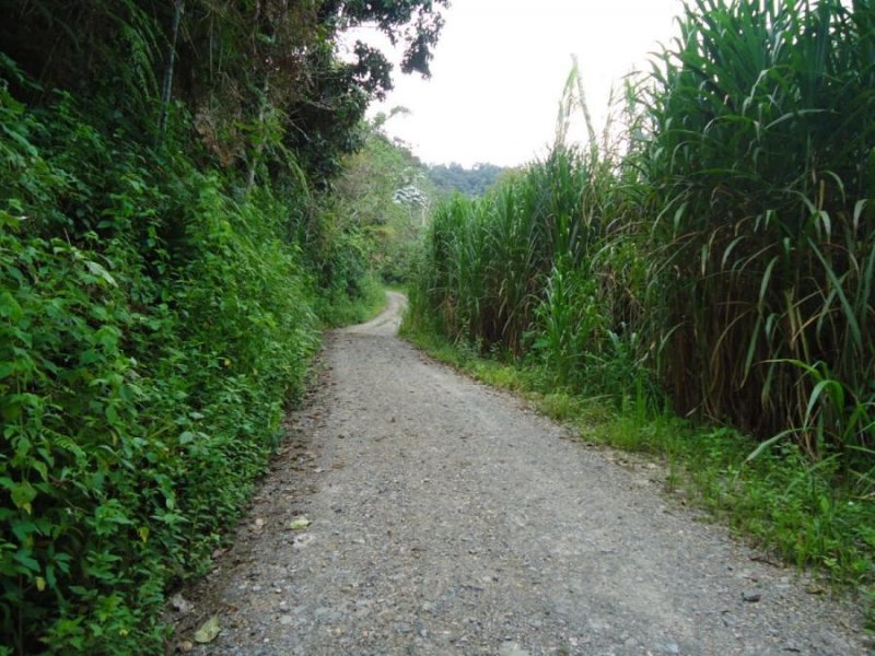 Agricola en Venta en  Chanchamayo, Chanchamayo
