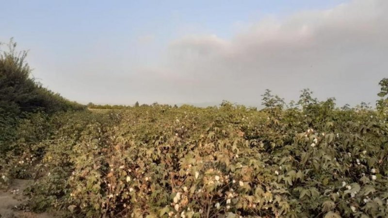 Vendo parcela agrícola de 5 has. en sector torremolino- el Carmen- Chincha