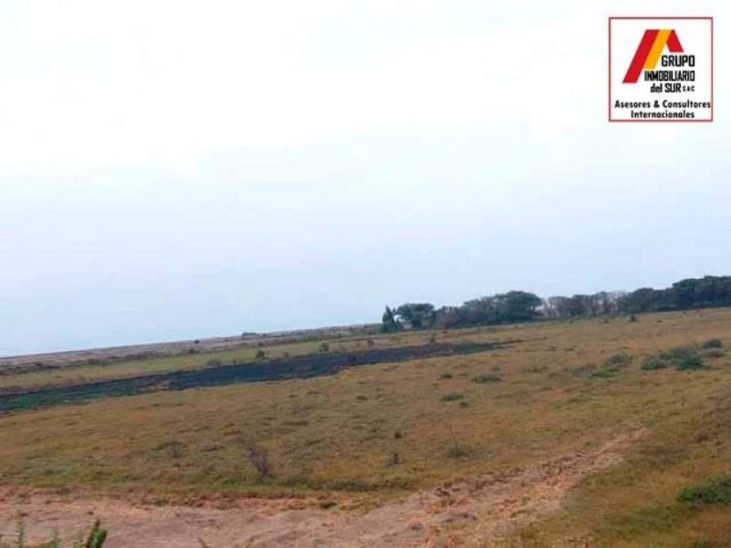 Foto Terreno en Venta en San Clemente, Pisco - 4 hectareas - U$D 14.944.650 - TEV36631 - BienesOnLine