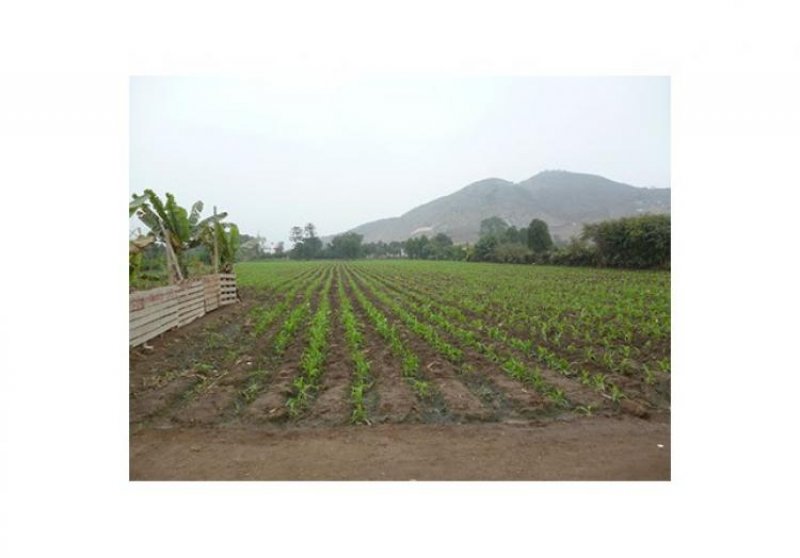 Foto Terreno en Venta en PACHACAMAC, Pachacamac, Lima - U$D 1.500.000 - TEV17020 - BienesOnLine