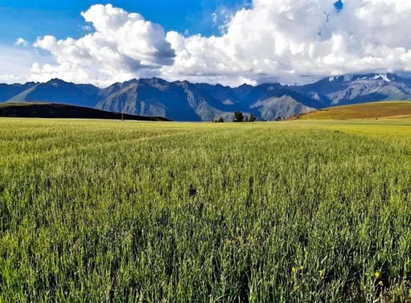 Foto Terreno en Venta en Cusco, Cusco - U$D 29 - TEV38034 - BienesOnLine