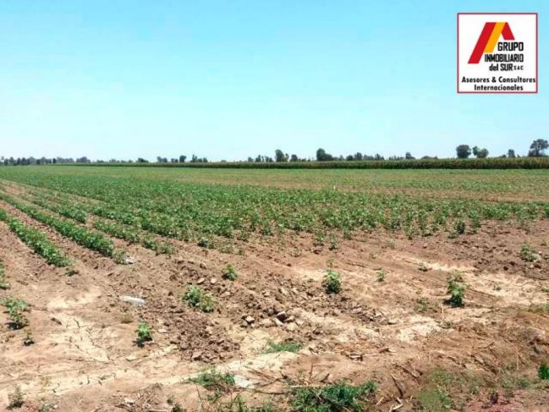 Venta de parcela de tierra agricola 4.58 has en Caucato-Pisco