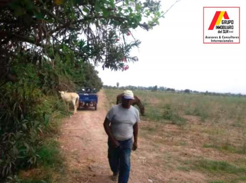 VENTA DE TERRENO AGRICOLA 6.54 HAS - CHINCHA