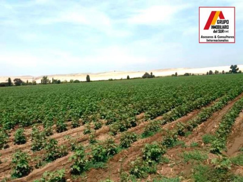 Foto Terreno en Alquiler en Pisco, Pisco - 4 hectareas - S/. 187.650 - TEA36651 - BienesOnLine