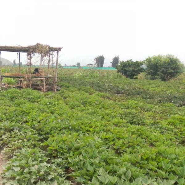 Terreno en Venta en Chancay Chancay, Huaral