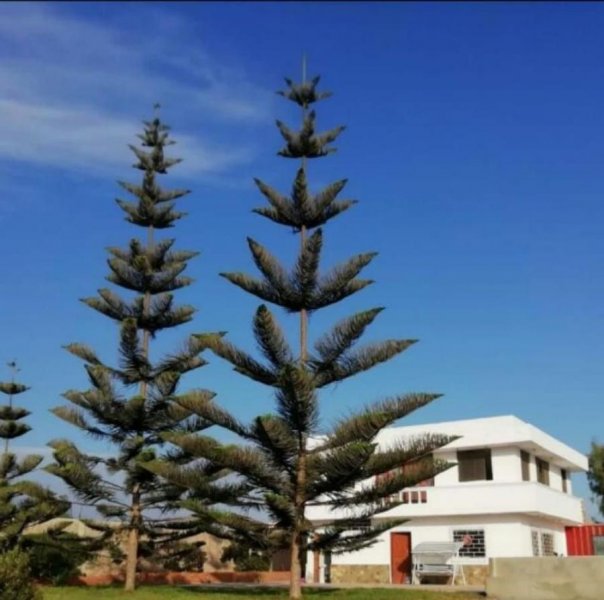 Terreno en Venta en  Chilca, Canete