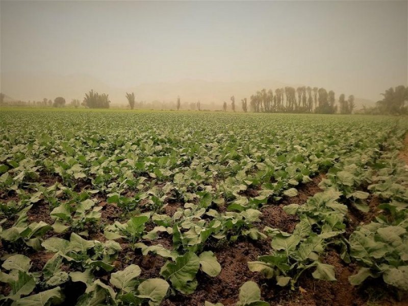 Terreno en Venta en  Chancay, Huaral
