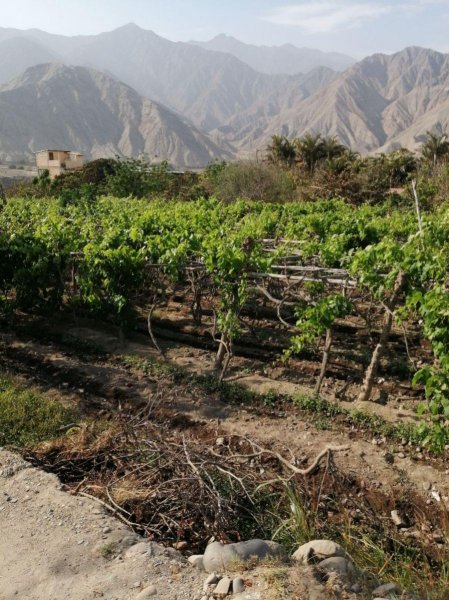 Terreno en Venta en  Lunahuana, Canete